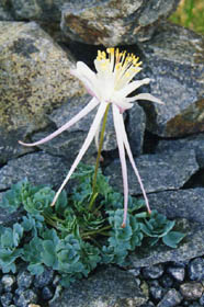 Aquilegia scopulorum
